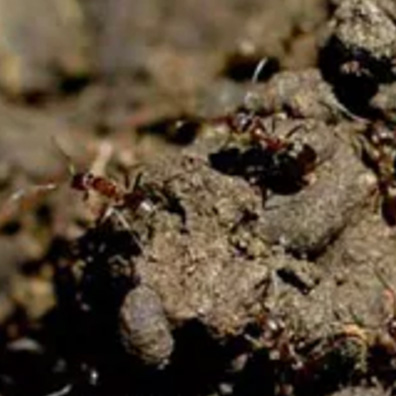 Bay Area Ant Extermintator