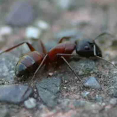 Carpenter Ant Exterminators Solano County