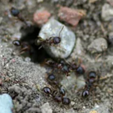 Southern Fire Ant Exterminators Contra Consta County