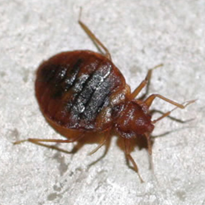 Concord Bed Bug Problem