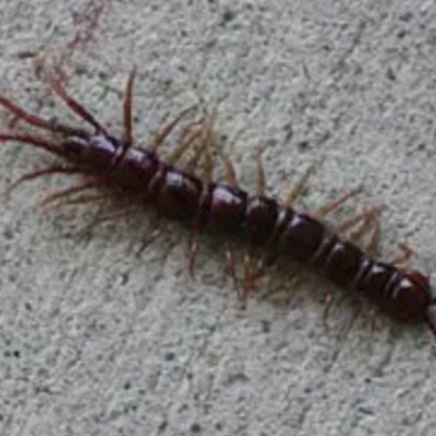 Pleasanton Earwig Extermintator