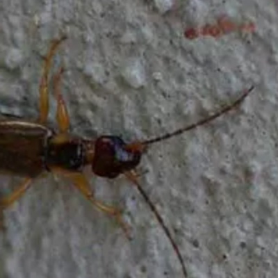 Bay Area Earwigs