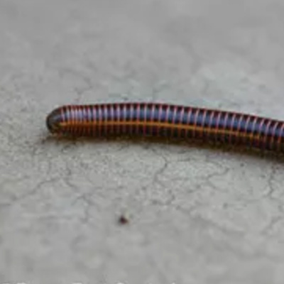 Bay Area Millipedes