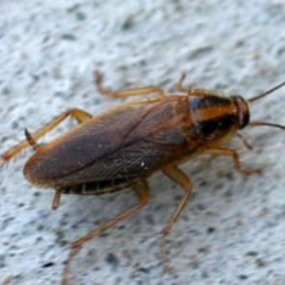 German Cockroach