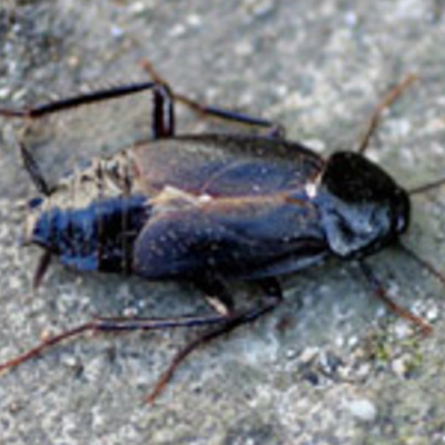 Oriental Cockroach