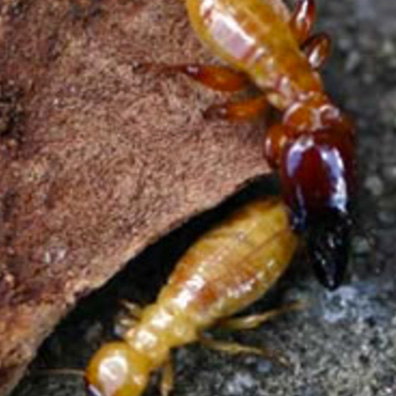 Dampwood Termite Pest San Ramon