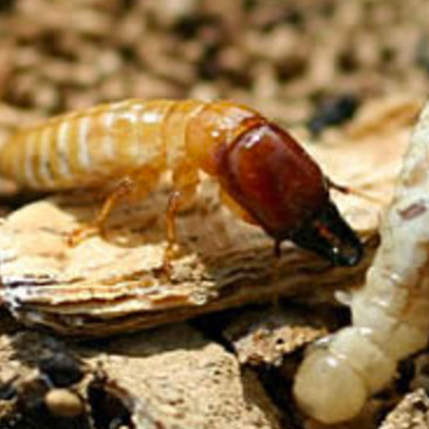 Drywood Termite Pest Control Castro Valley