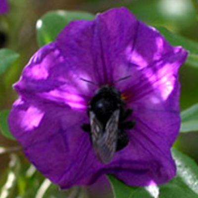 Carpenter Bee