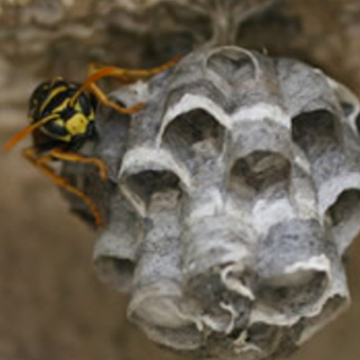 Paper Wasp Pest Control