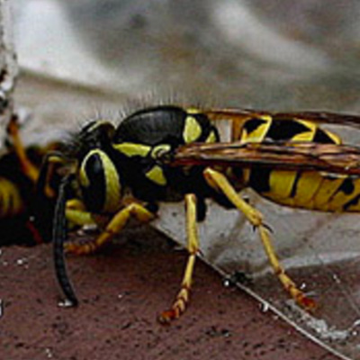 Yellow Jacket Extermination